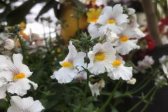 nemesia bianca