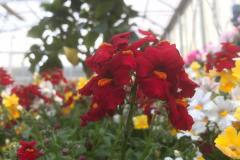 nemesia rosso