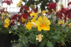 nemesia gialla