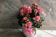 BEGONIA-CIOTOLA-EXTRA-COLORI-ROSA-GIALLO-ROSSO-ARANCIO-BIANCO-20
