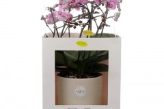 BELLISSIMOO-VASO-AQUO-PHALE-V-15-EXTRA
