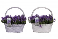 CESTO-MANICO-CAMPANULA-