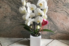 Phalaenopis-cascade-2-rami-extra-con-coprivaso-ceramica-kubus-