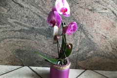 Phalaenopsis-v9-cascade-fiore-big-rosa-