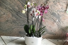 phalaenopis-Compo-2-con-vaso-aquo-con-riserva-acqua-