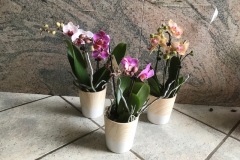 phalaenopis-v9-2-rami-coprivaso-