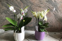 phalaenopsis-boquetto-v12-
