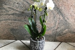 phalaenopsis-cascade-2-rami-bianco-