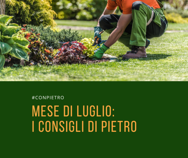 i consigli di pietro luglio 26